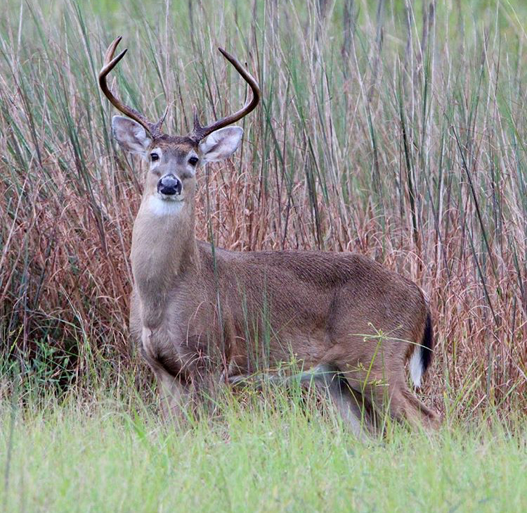 St. Sebastian River Preserve State Park - Photo: @totalljones2