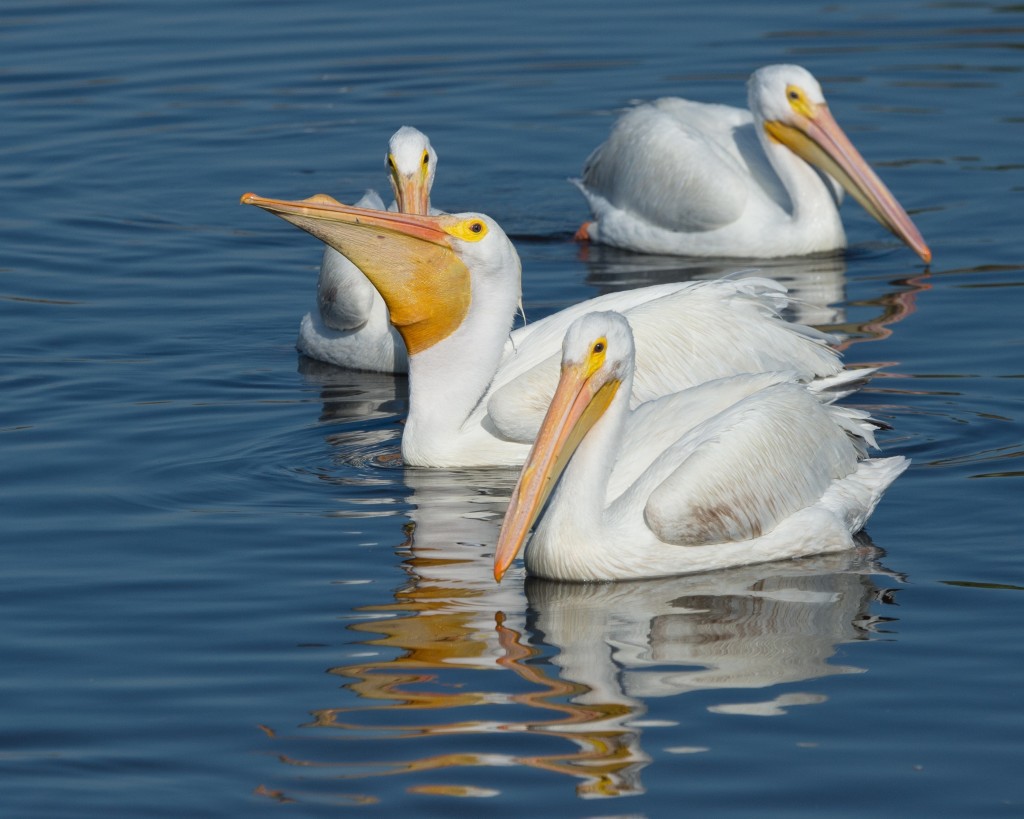 Pelican Island, Ned Dayton
