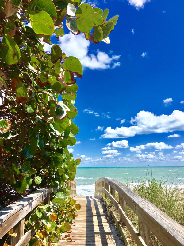 Sea grape trail