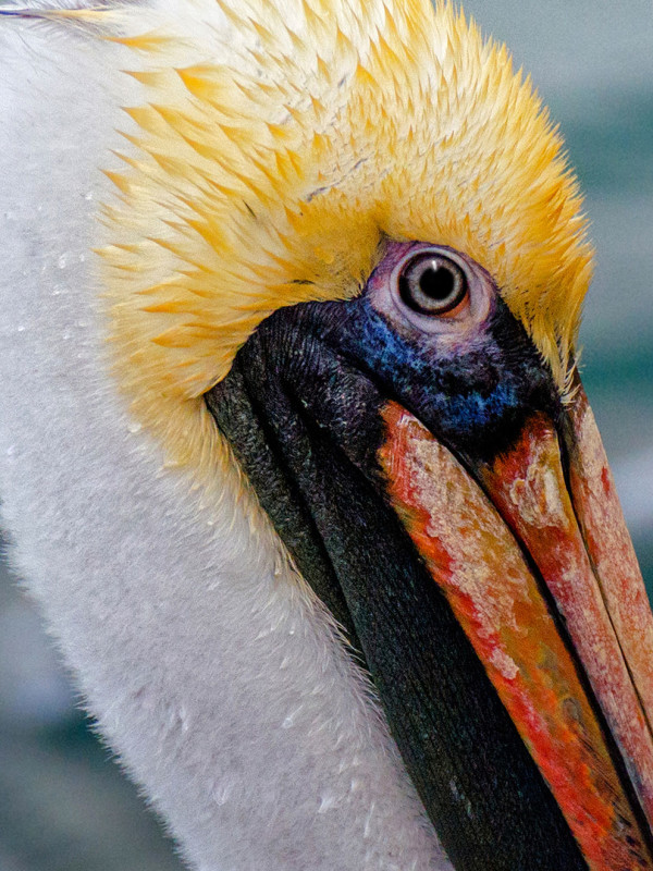 Pelican Island