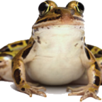 frogleg-festival