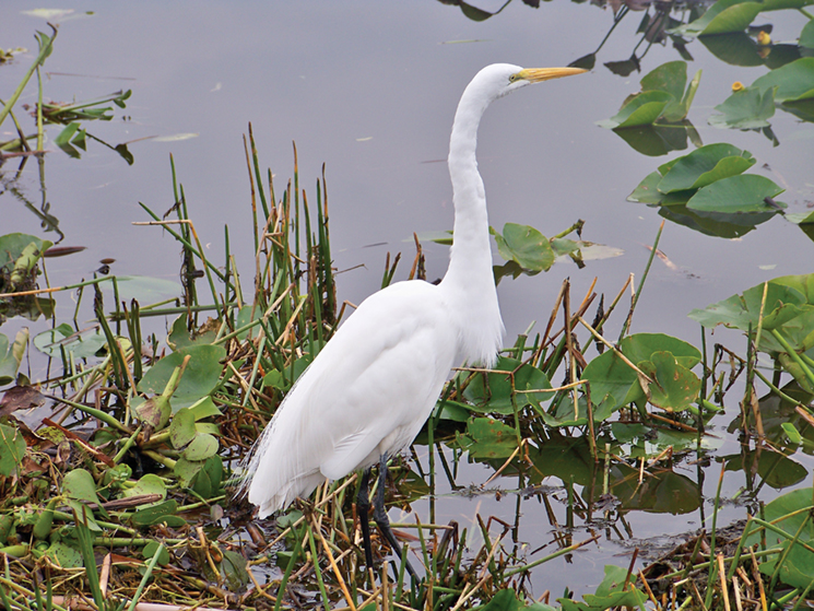 Egrets and hundreds of other species live in the ecoystem; photography by Visit Vero Beach Fellsmere Sebastian