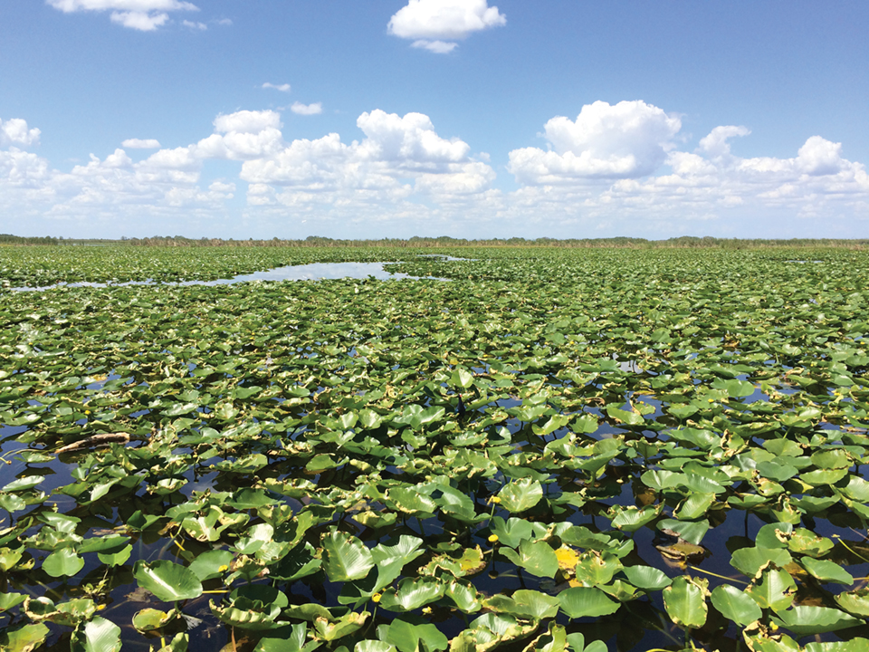 The headwaters of the St. Johns River begin in Vero Beach. Photography by Terry Ward