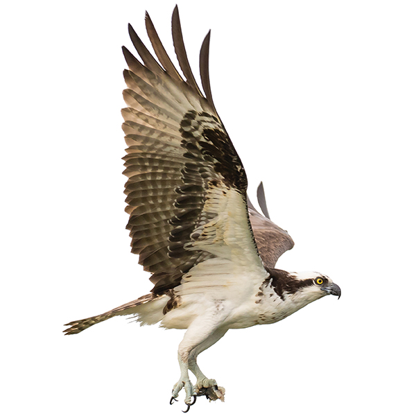 Osprey make their home in the estuary. Photography by Anastasia Stoeckmann