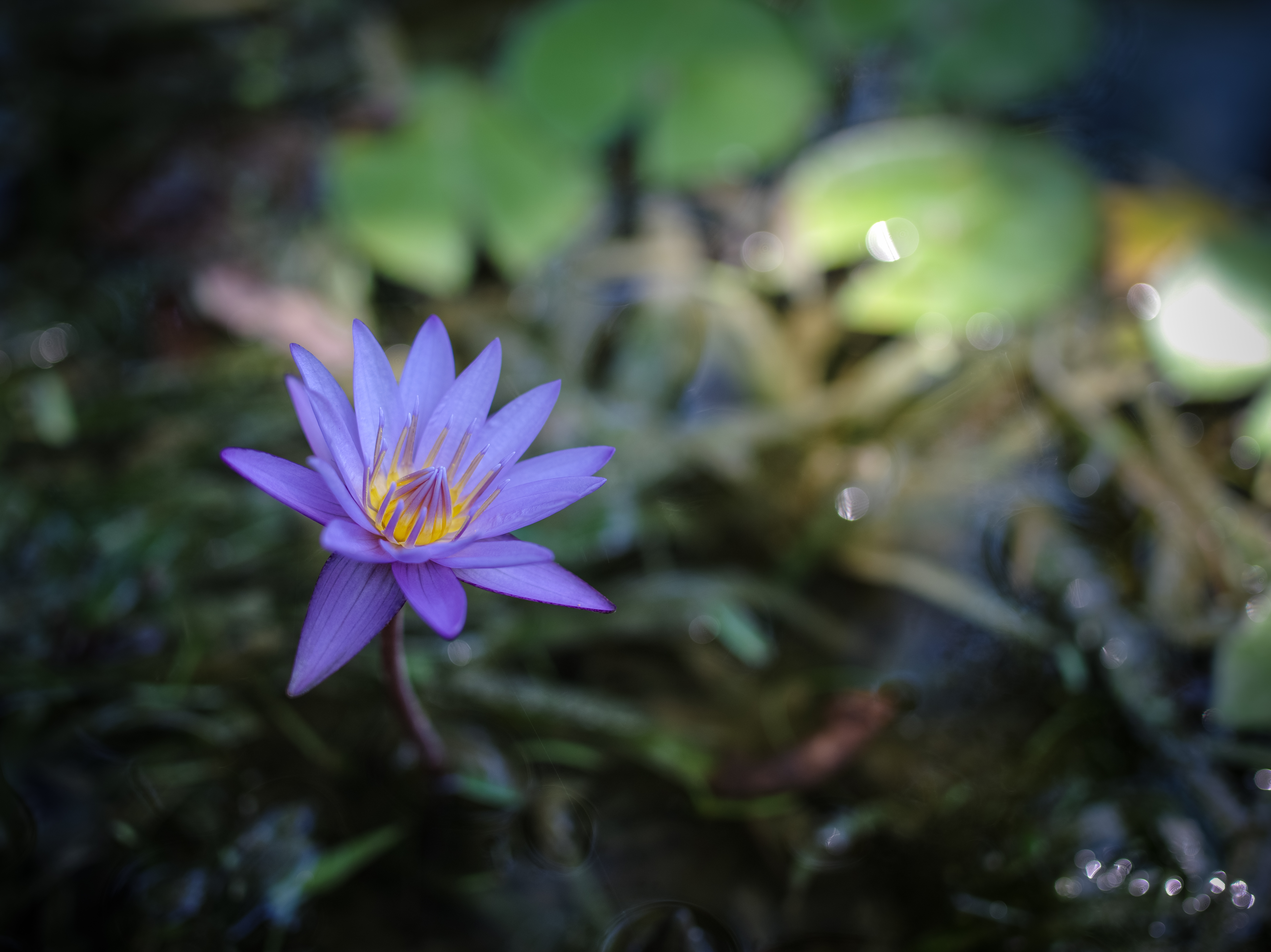 McKee Waterlily