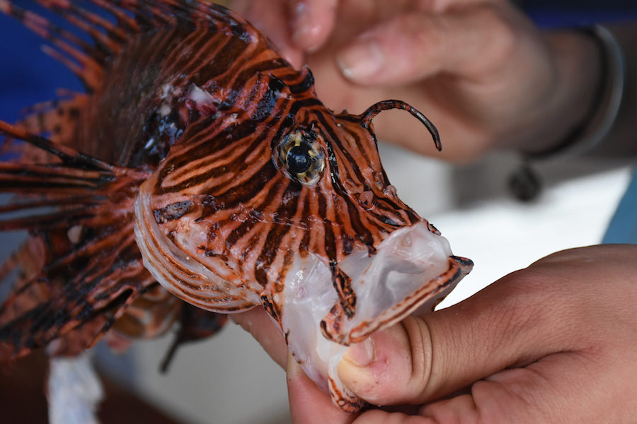 Lionfish-festival
