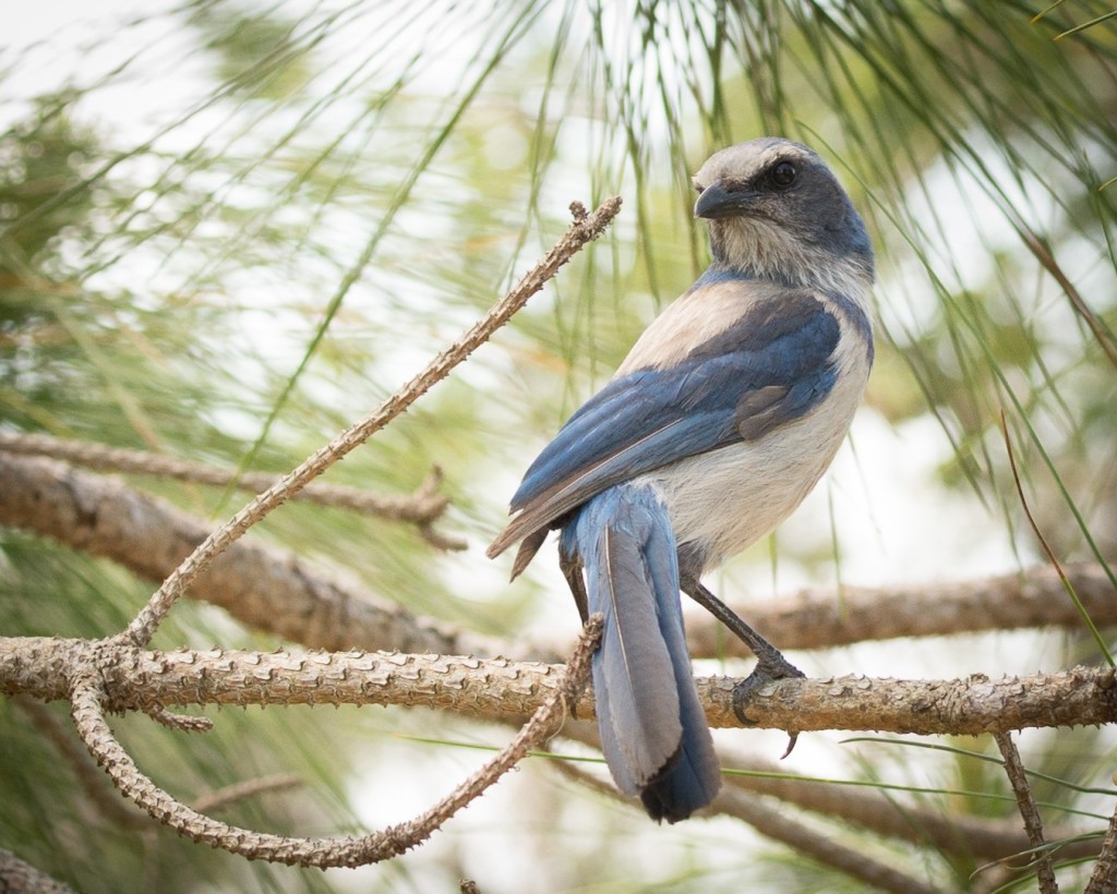 florida scrub jay - Sebastian Stormwater Park