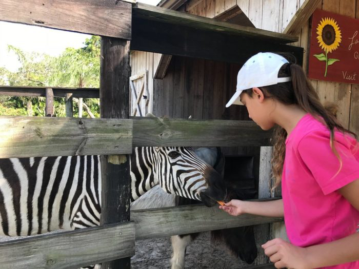 the-friendly-hungry-zebra-700x525