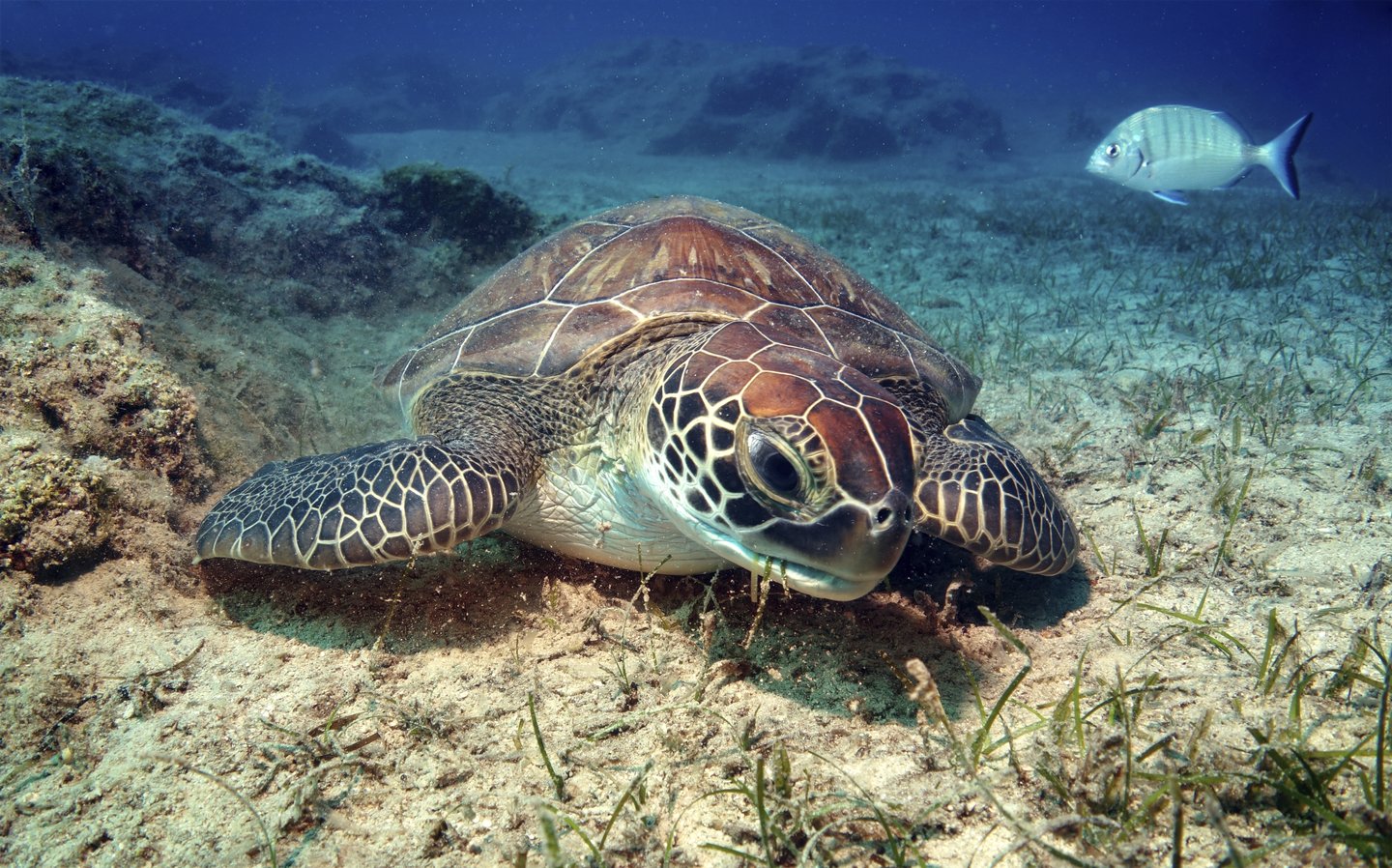 Return to Nature and Turtles in Indian River County | Visit Indian ...