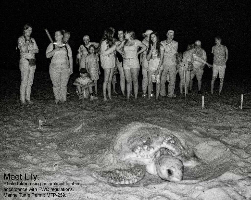 The sea turtle lily laying her nest off the coast of vero beach during