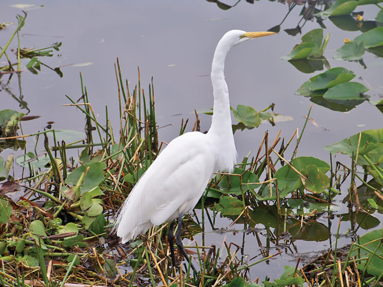Egrets and hundreds of other species live in the ecoystem; photography by Visit Vero Beach Fellsmere Sebastian
