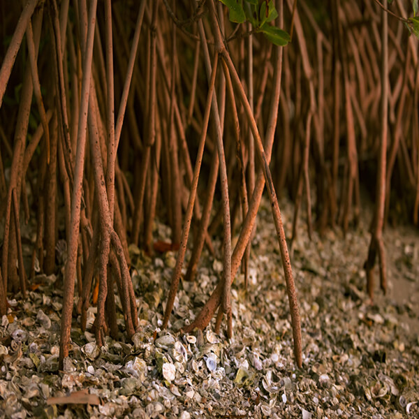 Mangrove roots stretching out into the shoreline of the Indian River Lagoon