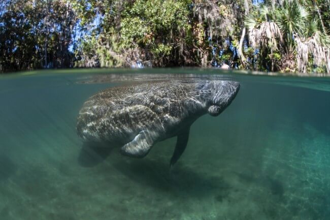 Manatee, Vero Beach 