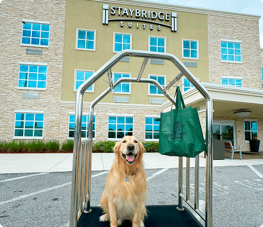 Pet Friendly stays