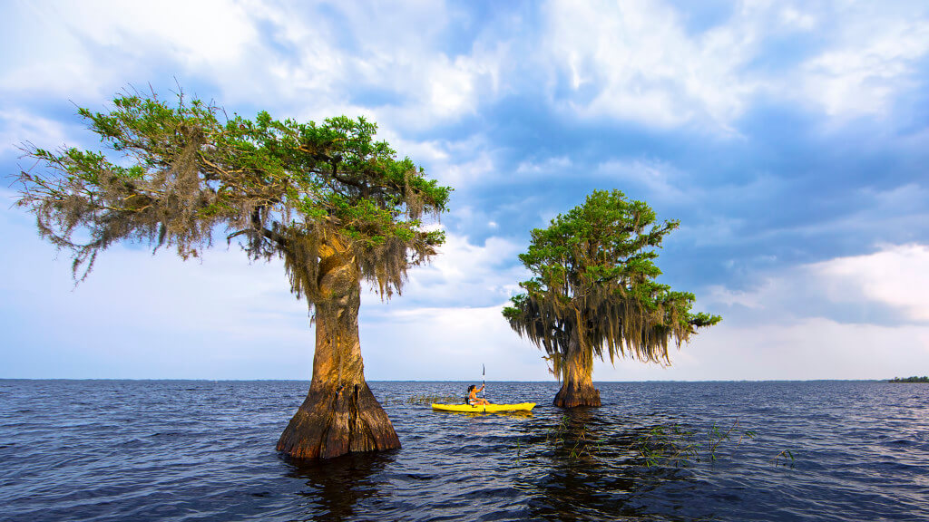 Sel_Cypress_trees-(ZF-5262-37575-1-002)