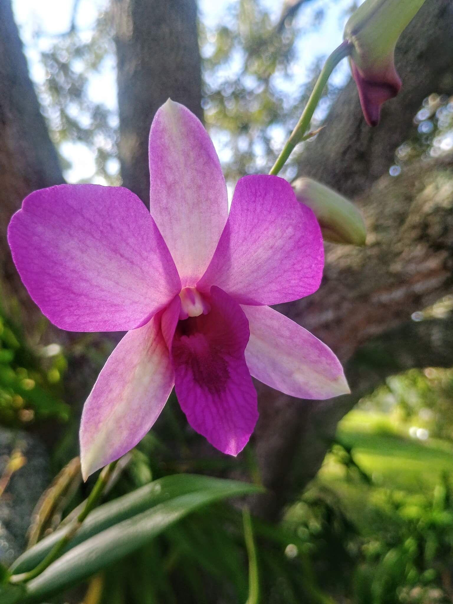 Picture of an Orchid at the Vero Beach Orchid show and sale.