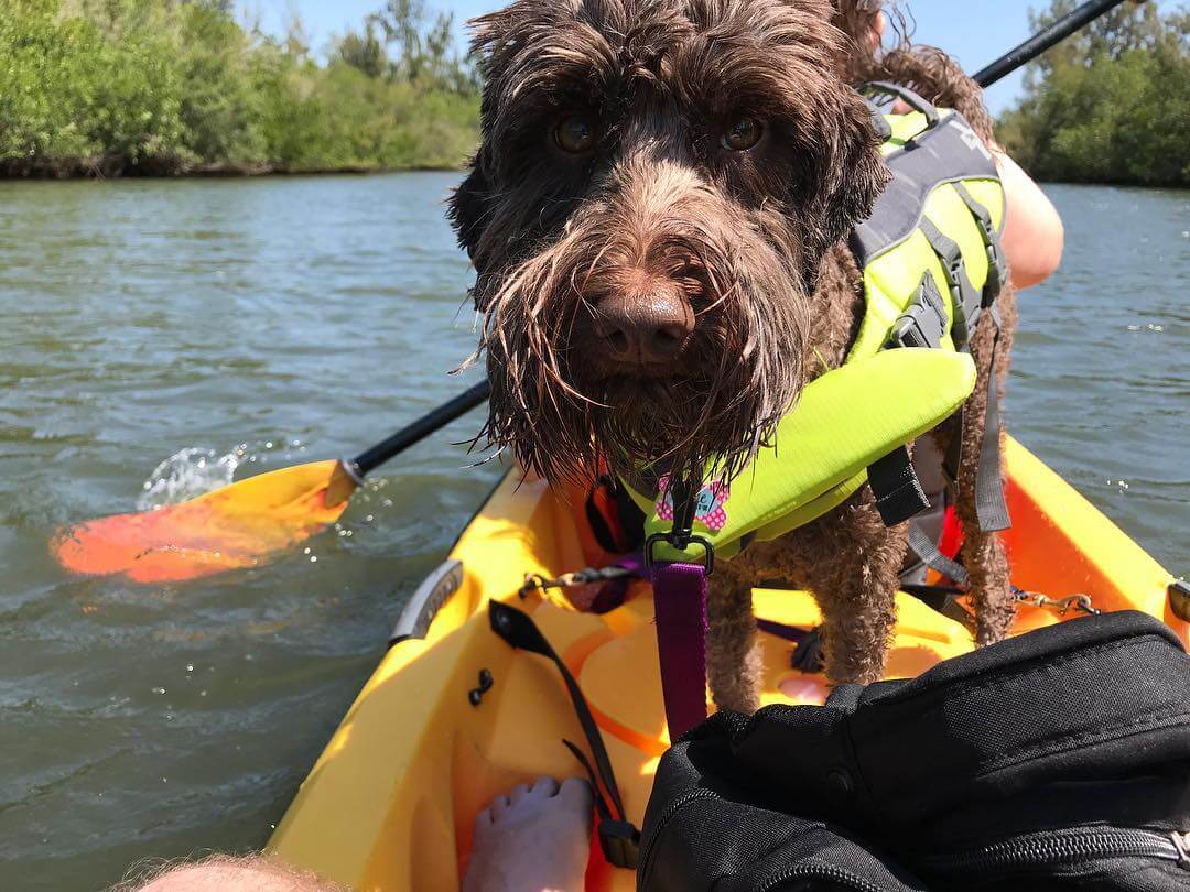 A wire-haired dog in a life vest looks back from a yellow kayak in Vero Beach, FL