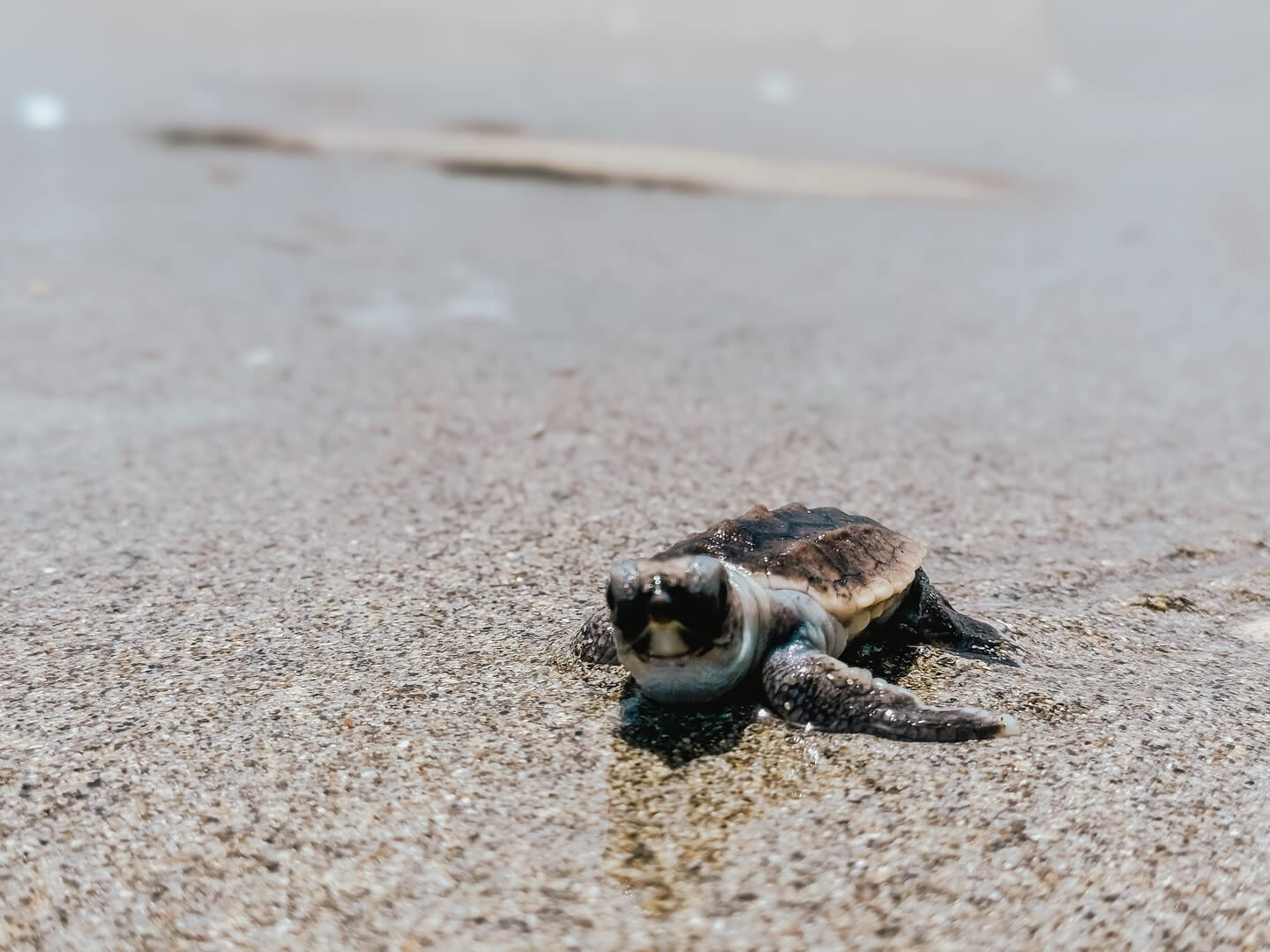 A baby sea turtle making its way to the ocean while looking at the camera. 