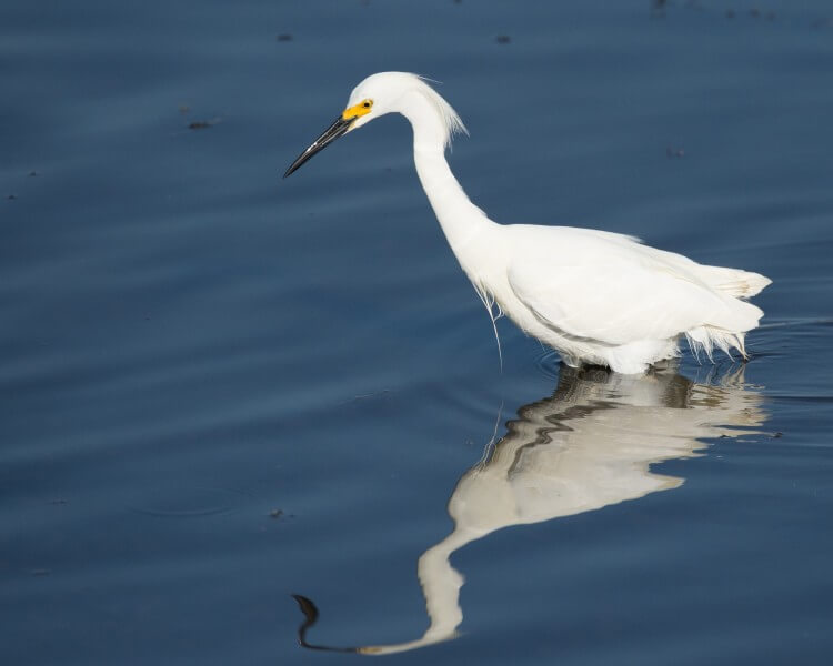 snowy egret - Water Treatment Preserve