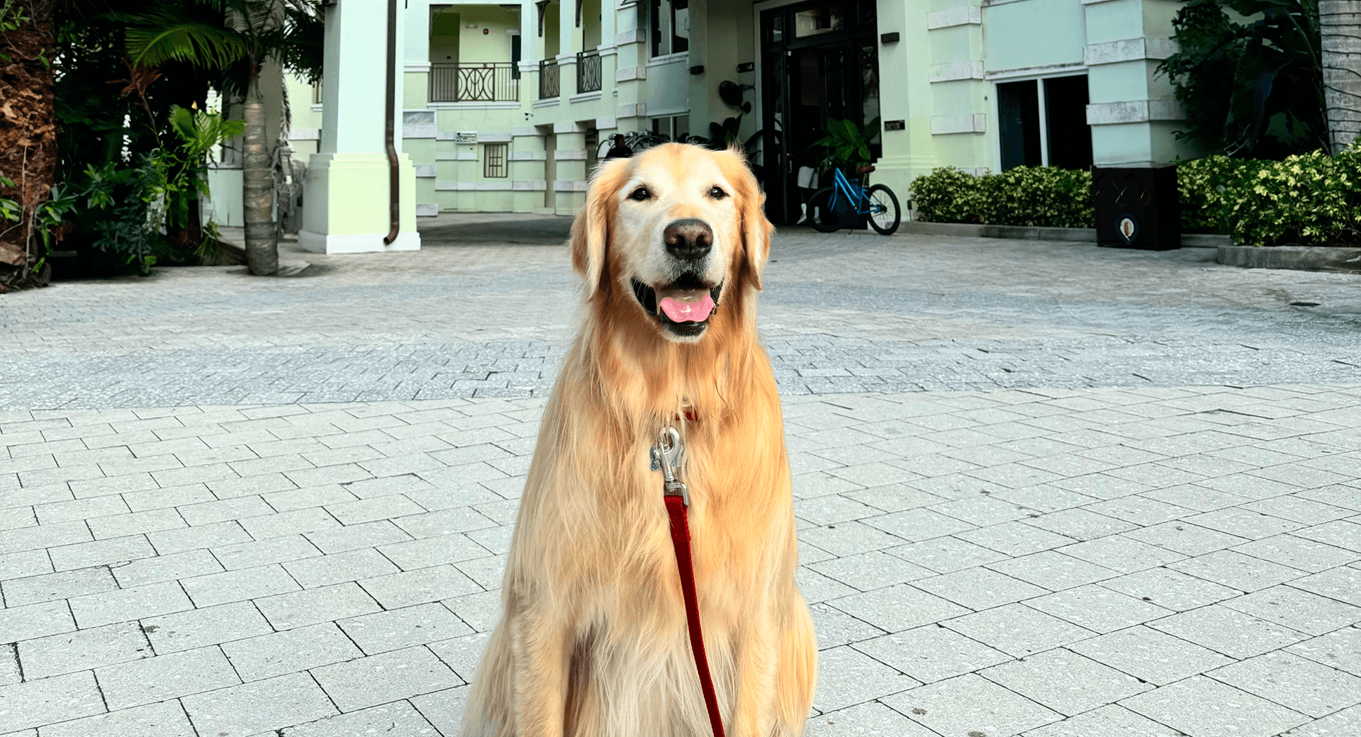 pet stays